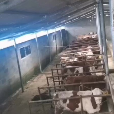 长年出售西门达尔育肥小公牛繁殖小母牛