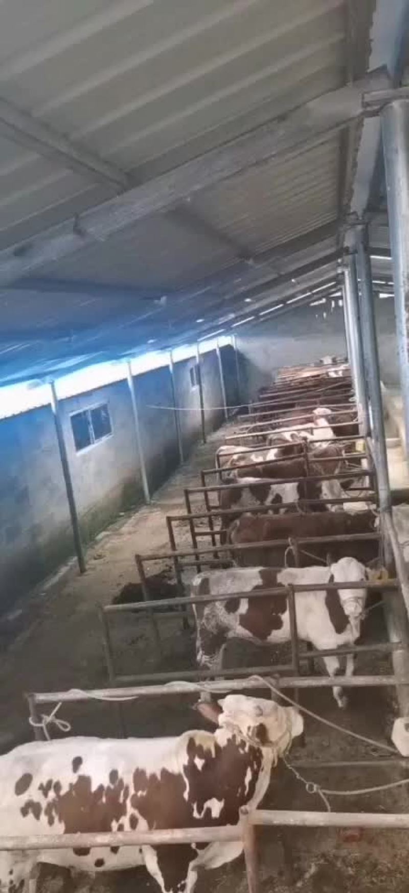 长年出售西门达尔育肥小公牛繁殖小母牛