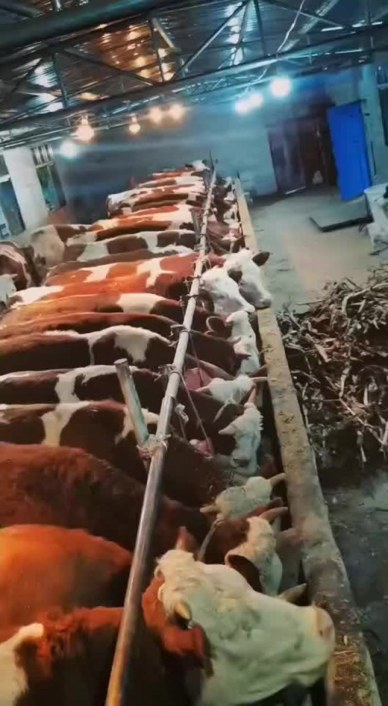 长年出售西门达尔育肥小公牛繁殖小母牛
