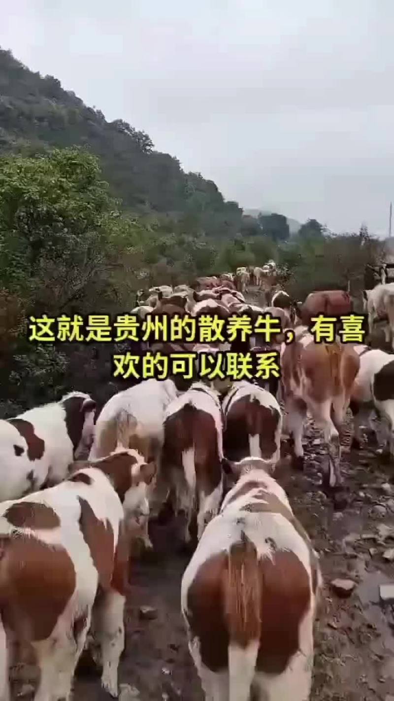 长年出售西门达尔育肥小公牛繁殖小母牛