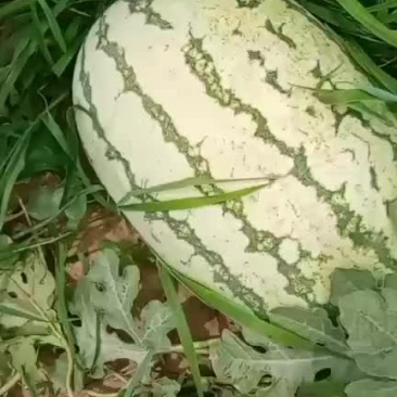 西瓜金城五号