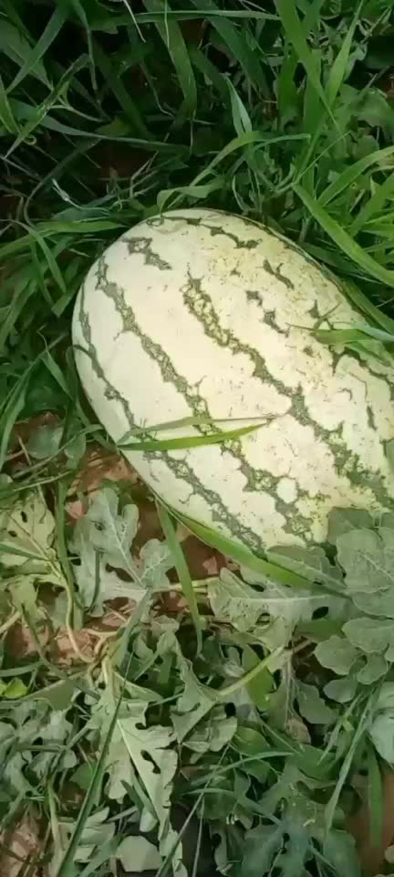 西瓜金城五号
