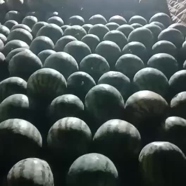 甜王西瓜上市需要的老板联系
