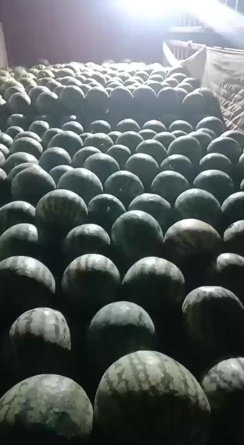 甜王西瓜上市需要的老板联系