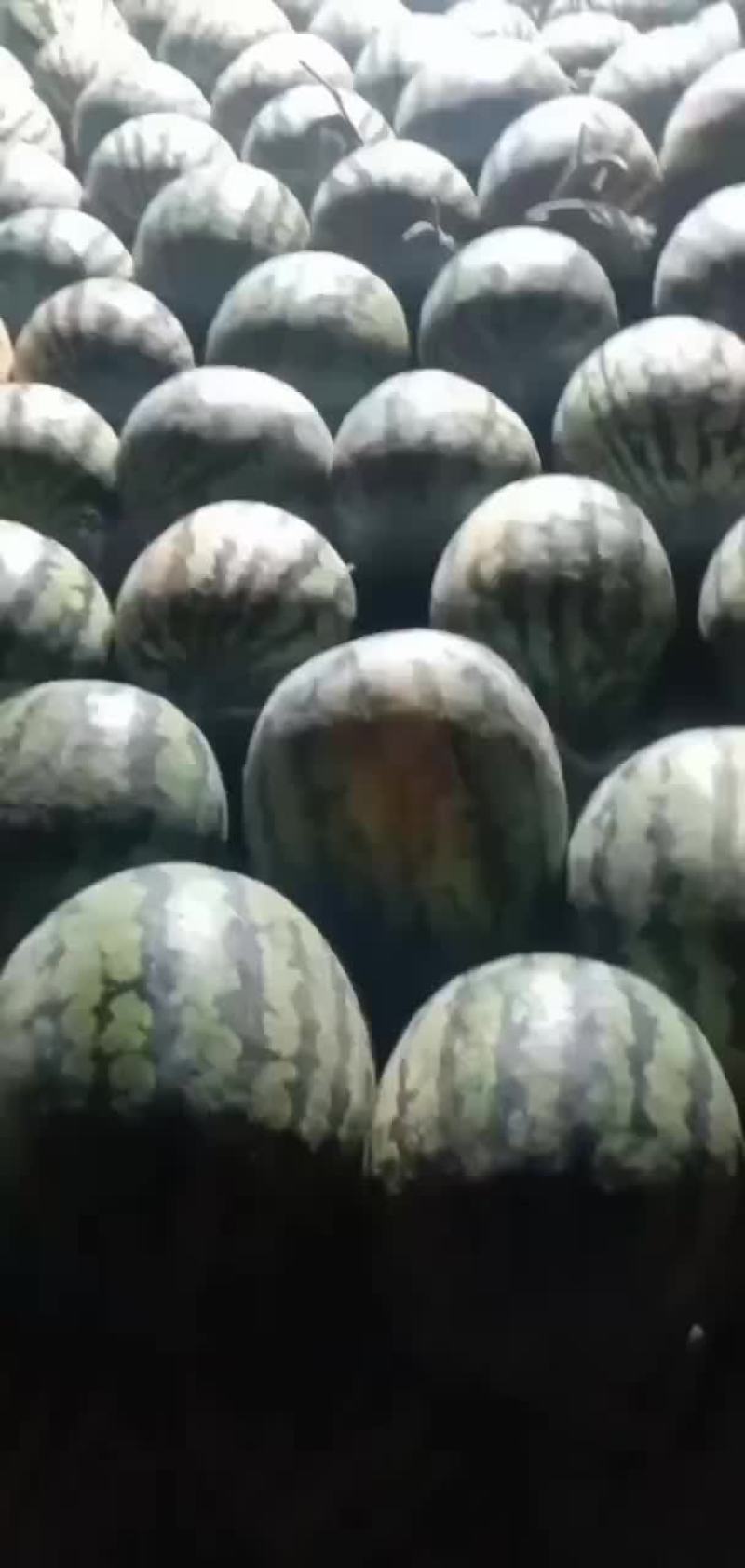 甜王西瓜上市需要的老板联系