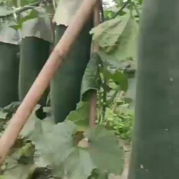 精品冬瓜
