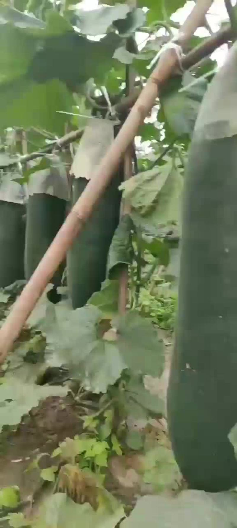 精品冬瓜