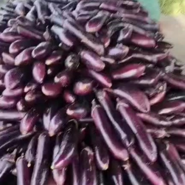茄子