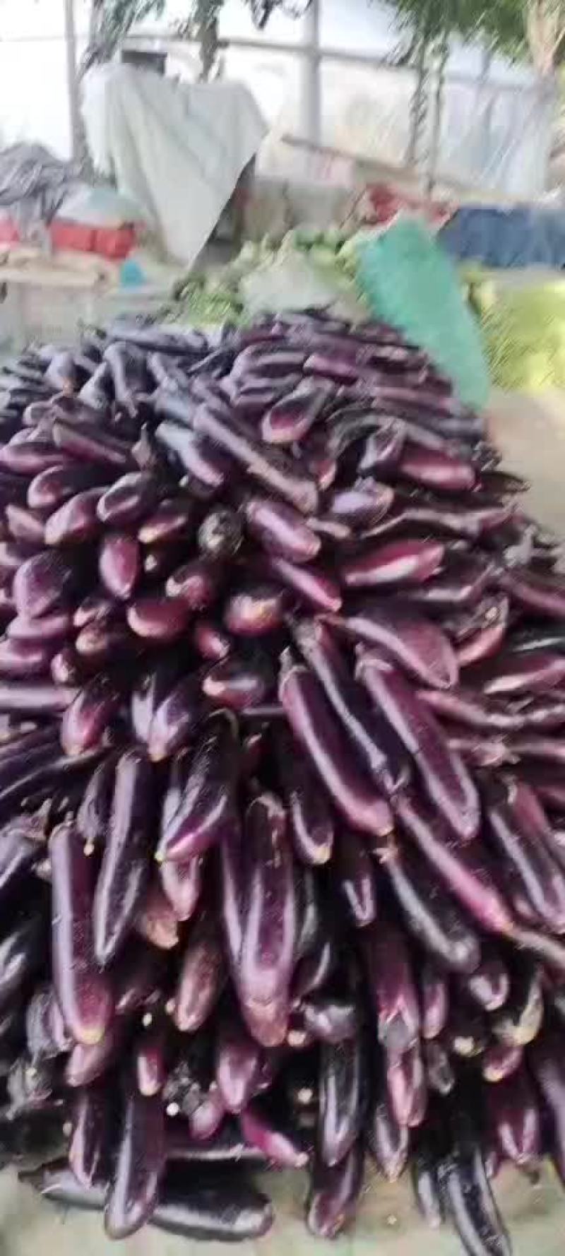 茄子