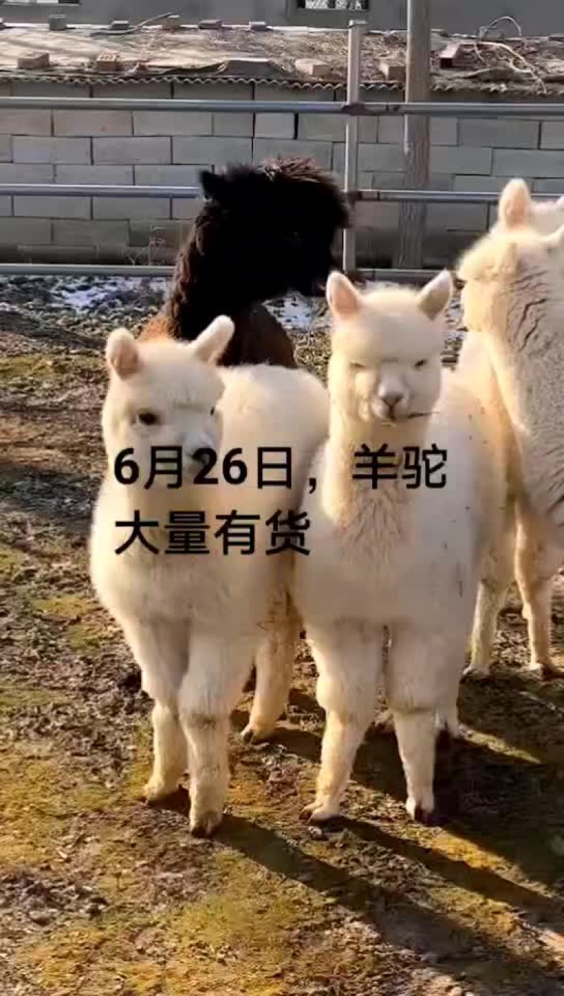 羊驼