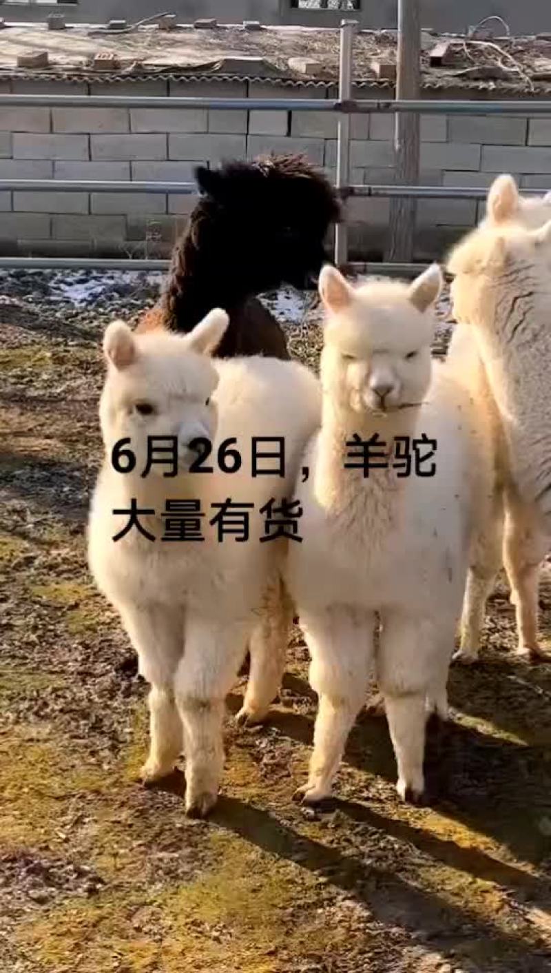 羊驼