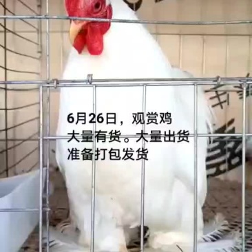 观赏鸡