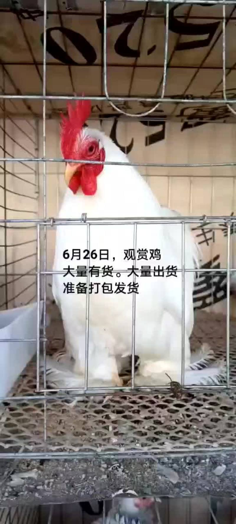 观赏鸡
