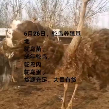 鸵鸟