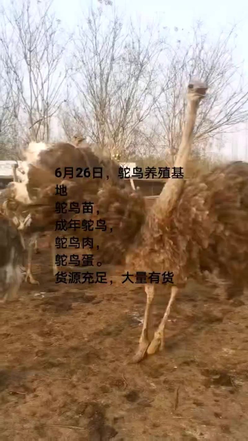 鸵鸟