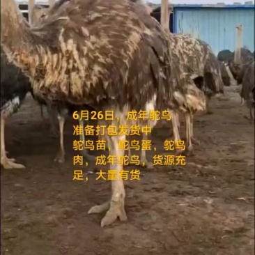 鸵鸟