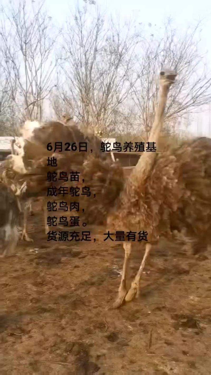 鸵鸟