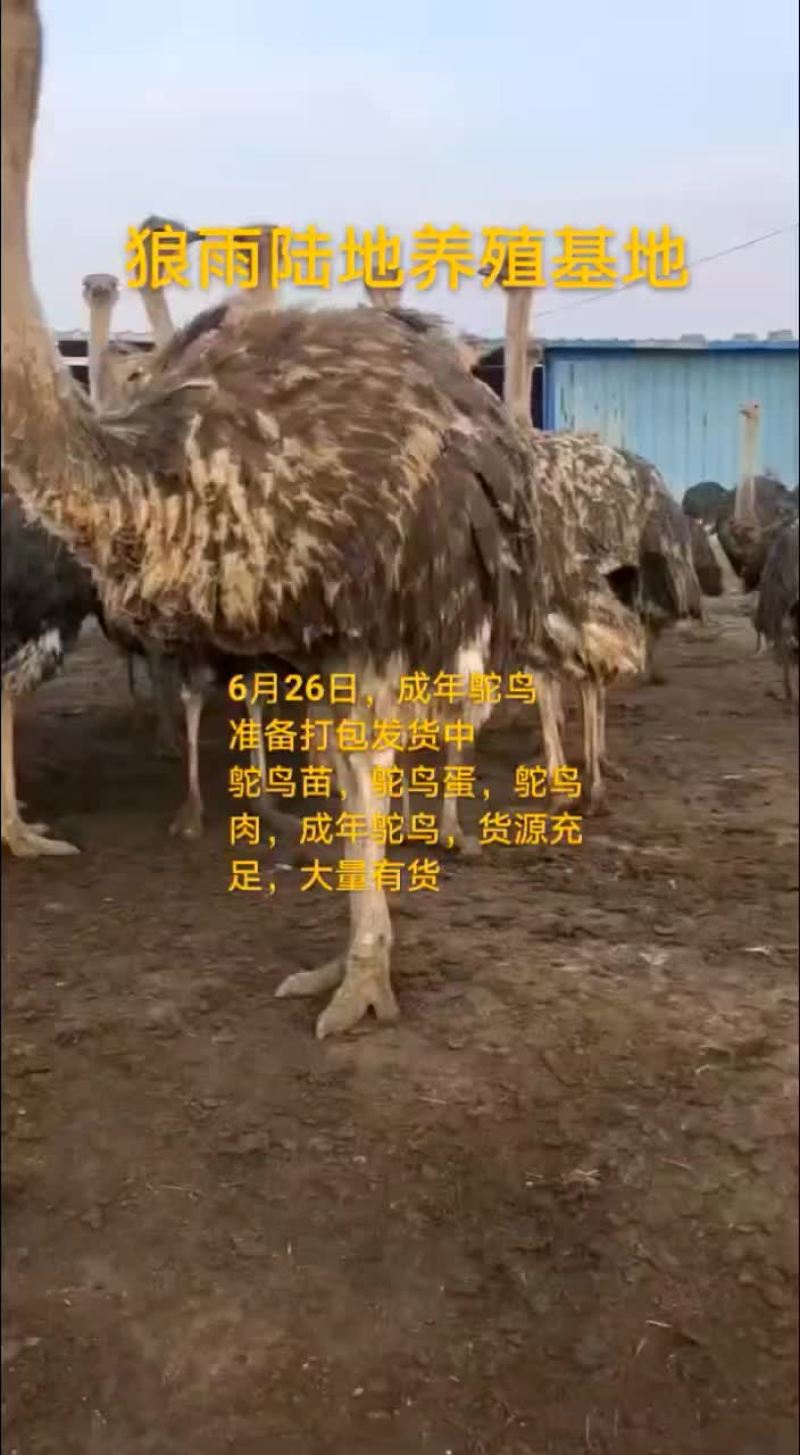 鸵鸟