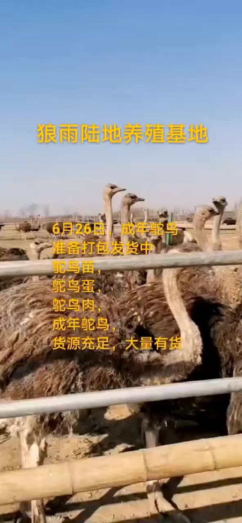鸵鸟
