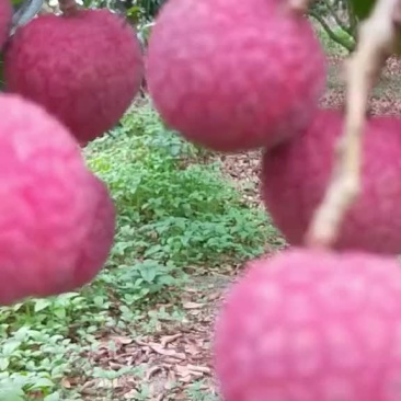 荔枝。禾荔水荔