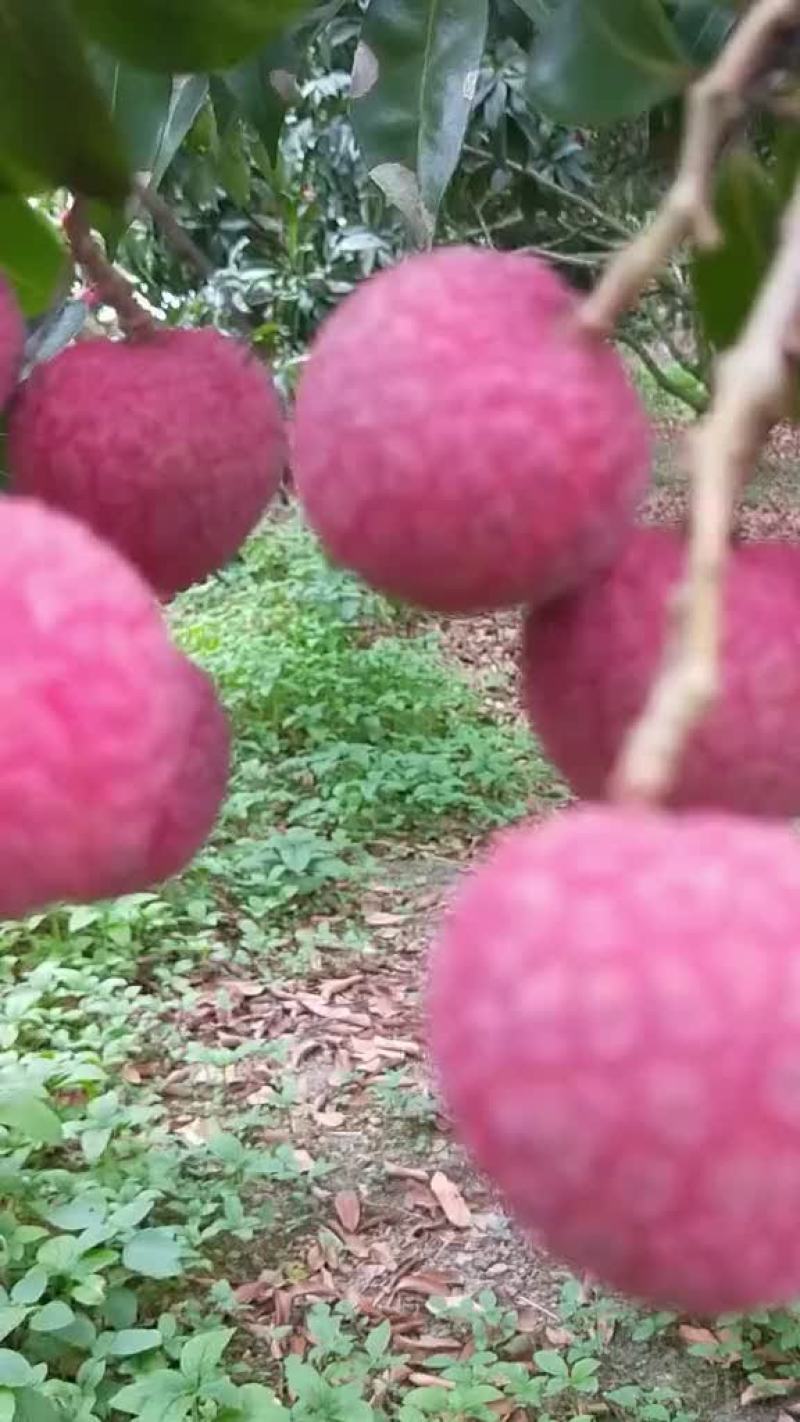 荔枝。禾荔水荔