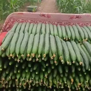 黄瓜