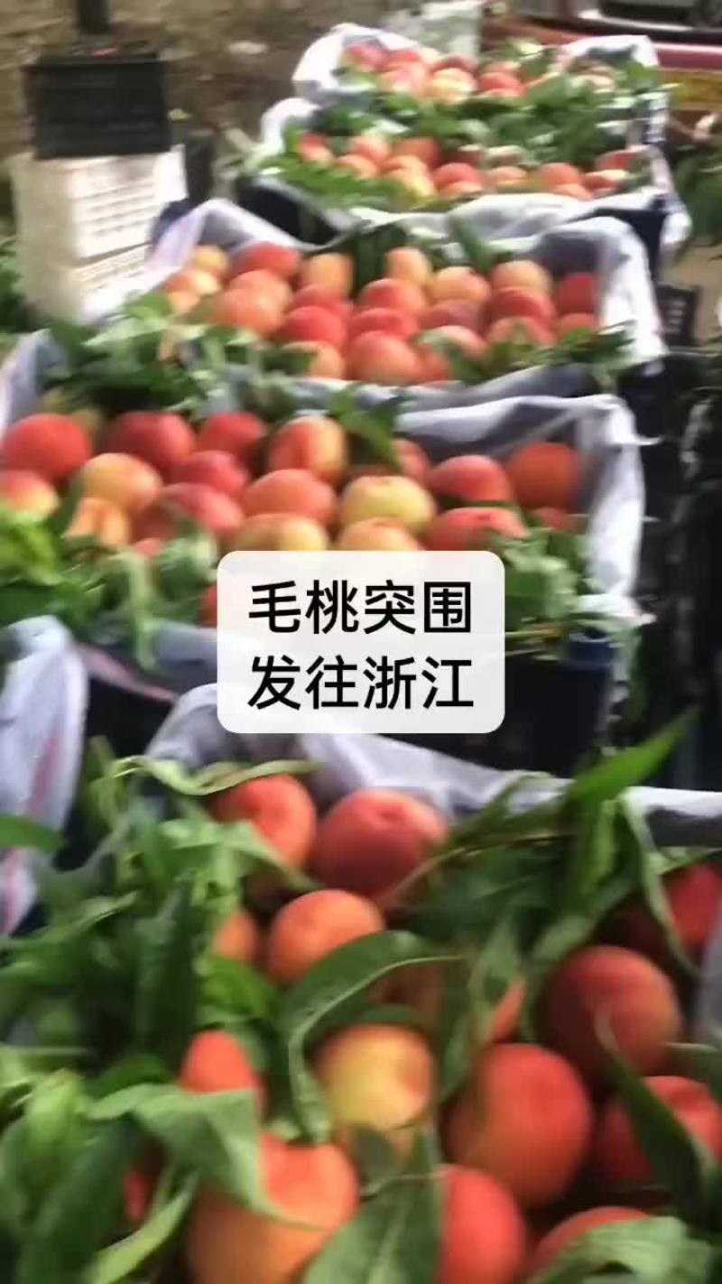 毛桃