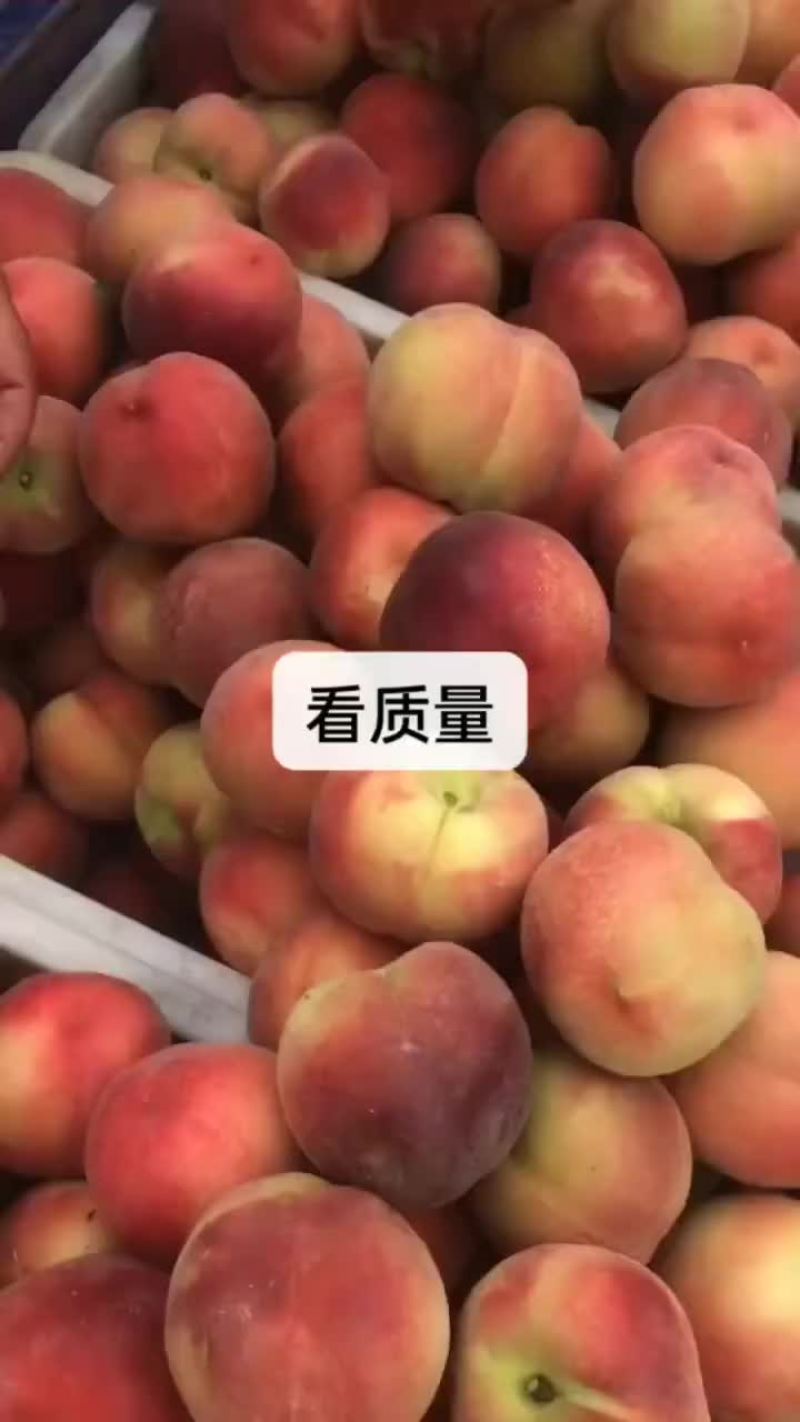 毛桃