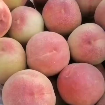 毛桃