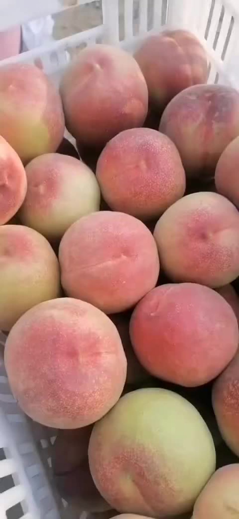 毛桃