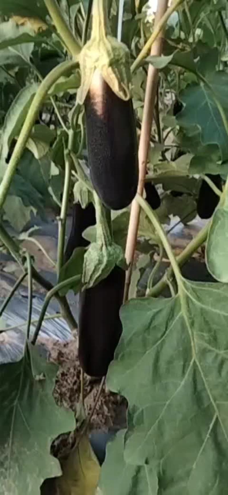 茄子