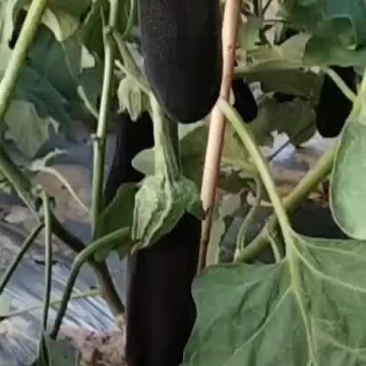 茄子