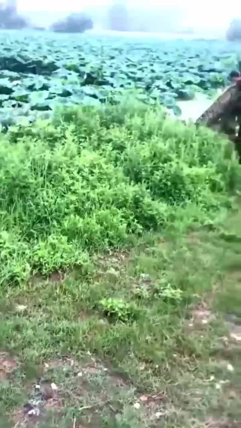 大珍珠大量上市，欢迎各位老板前来采购👏👏👏👏👏