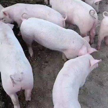 农村散养