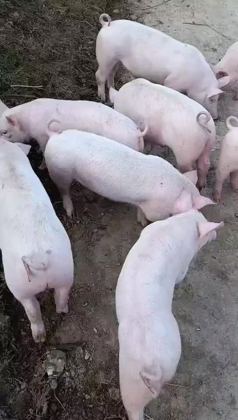 农村散养