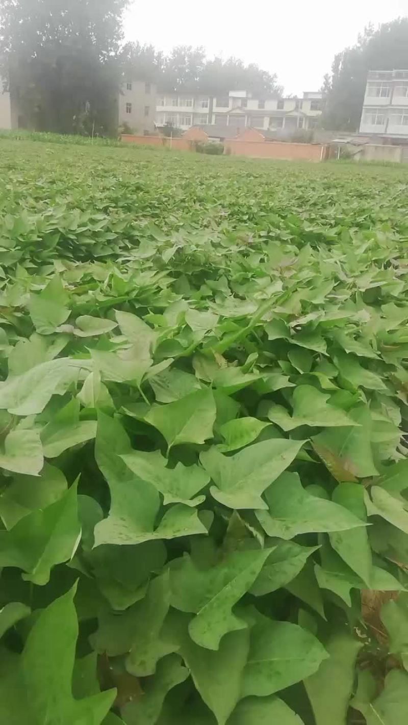 西瓜红红薯苗
