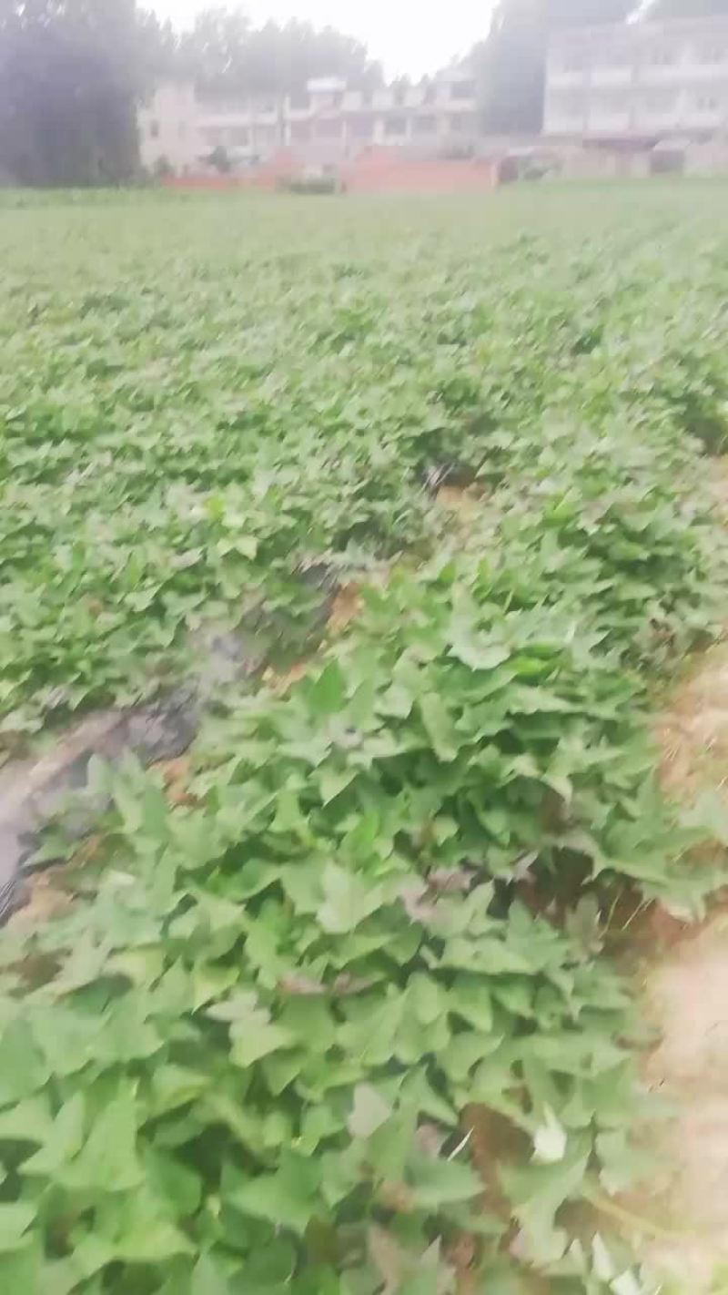 西瓜红红薯苗