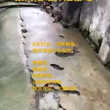 鳄鱼