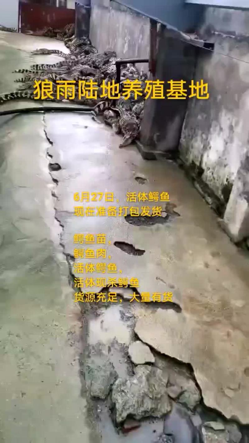 鳄鱼