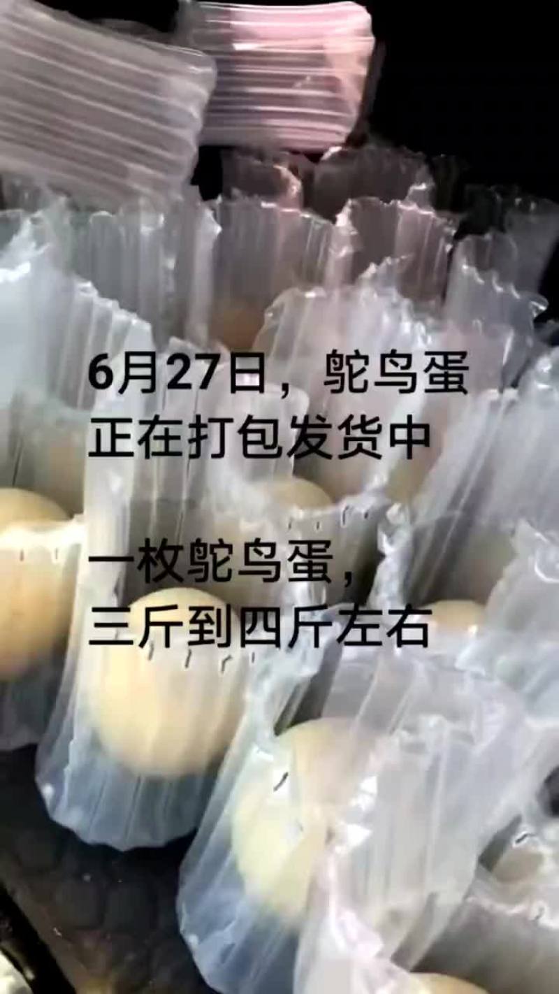 鳄鱼