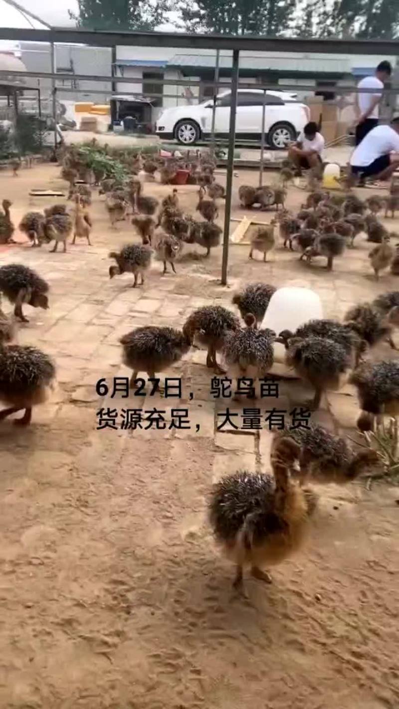 鳄鱼