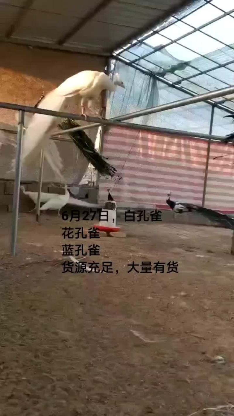 鳄鱼