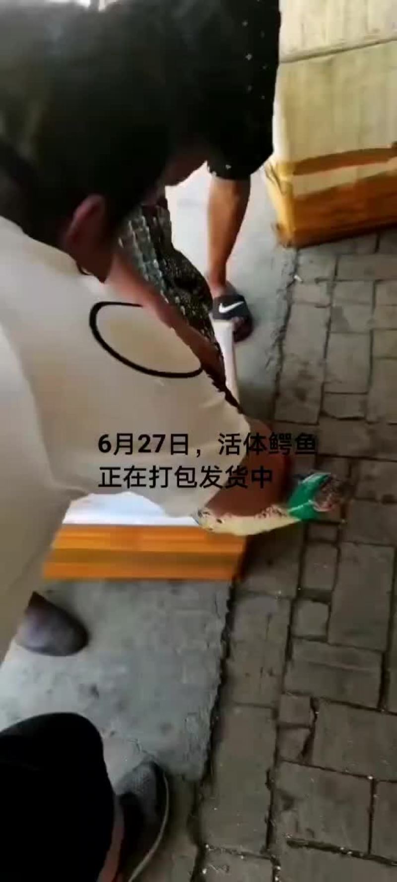 鳄鱼