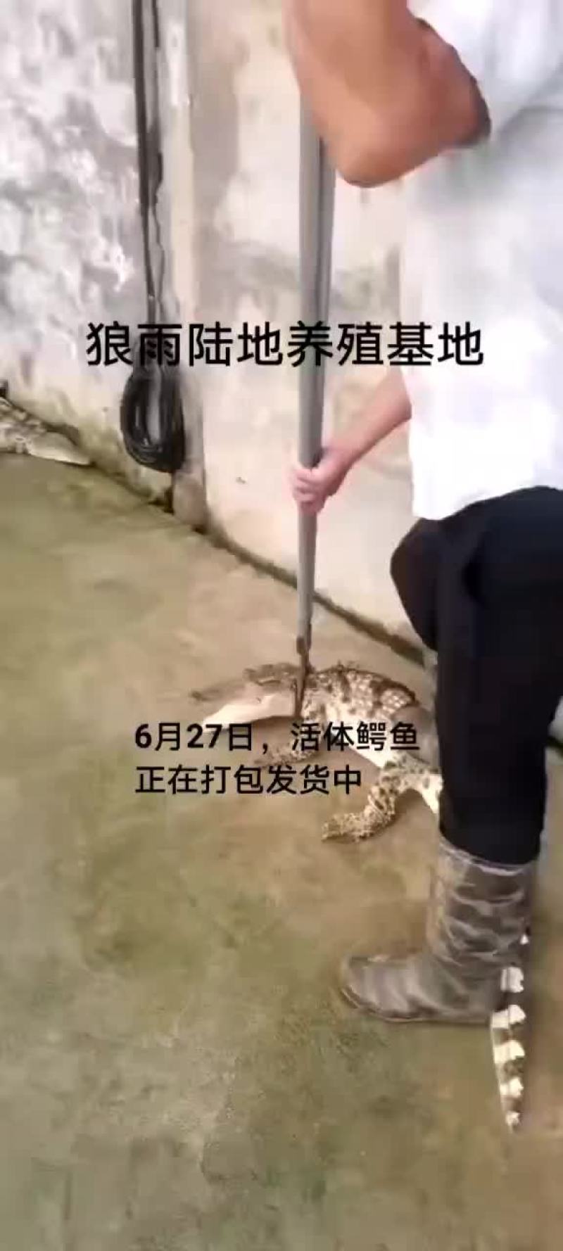 鳄鱼