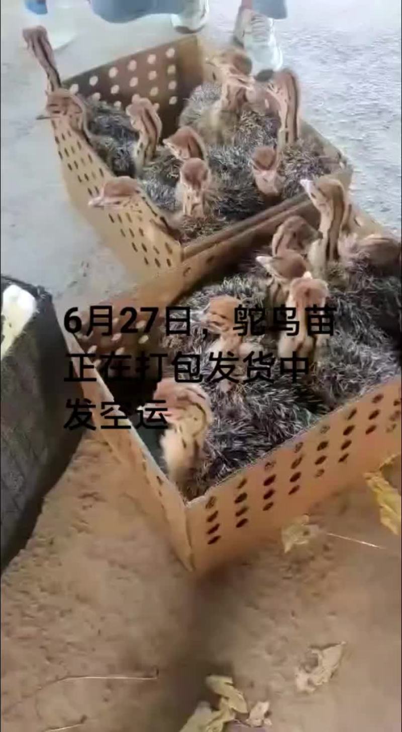 鳄鱼