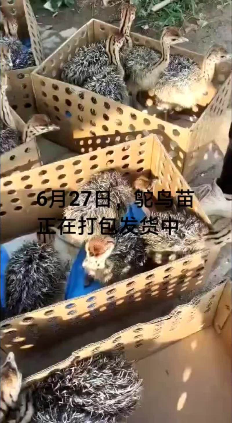 鳄鱼