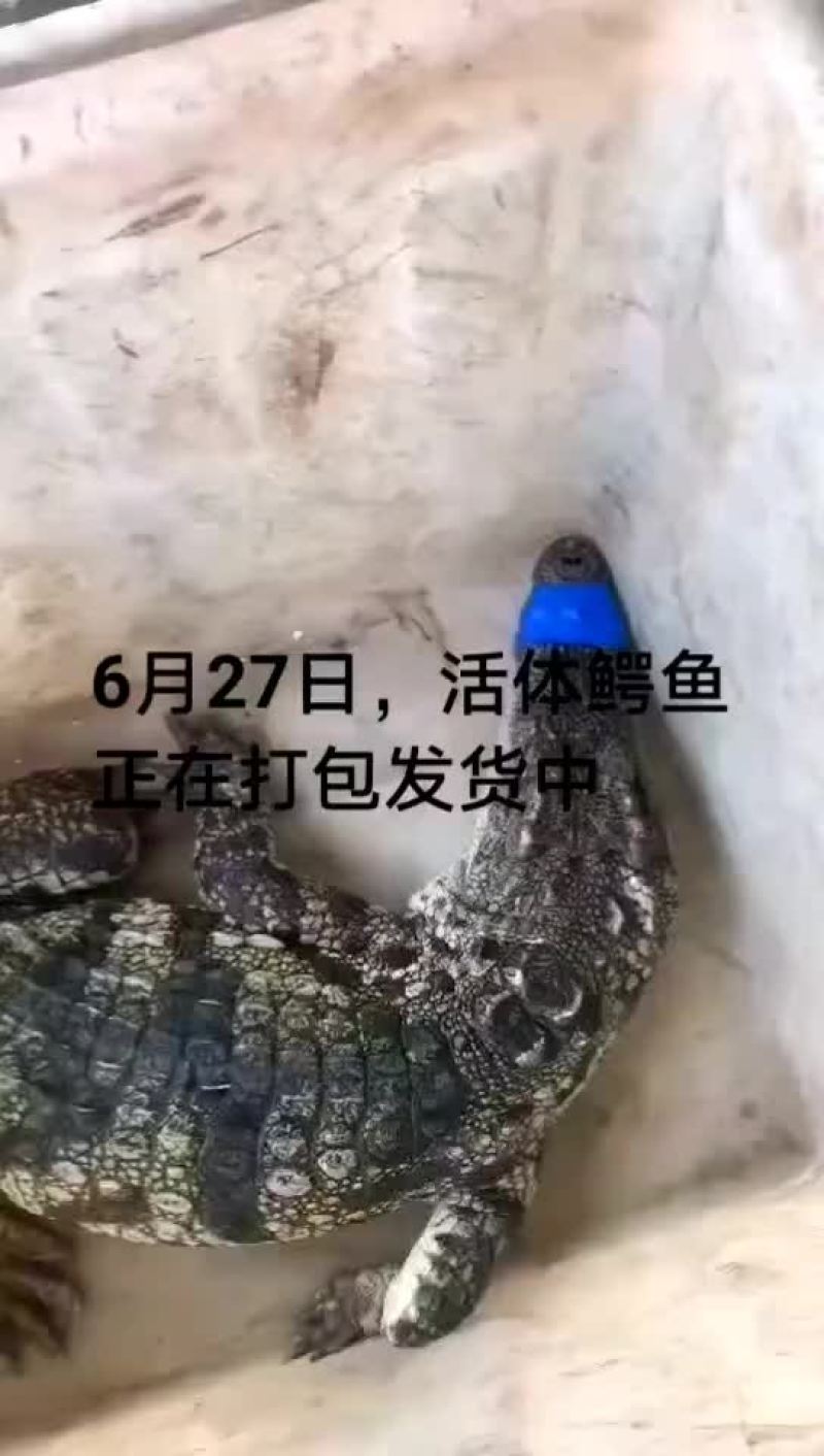 鳄鱼