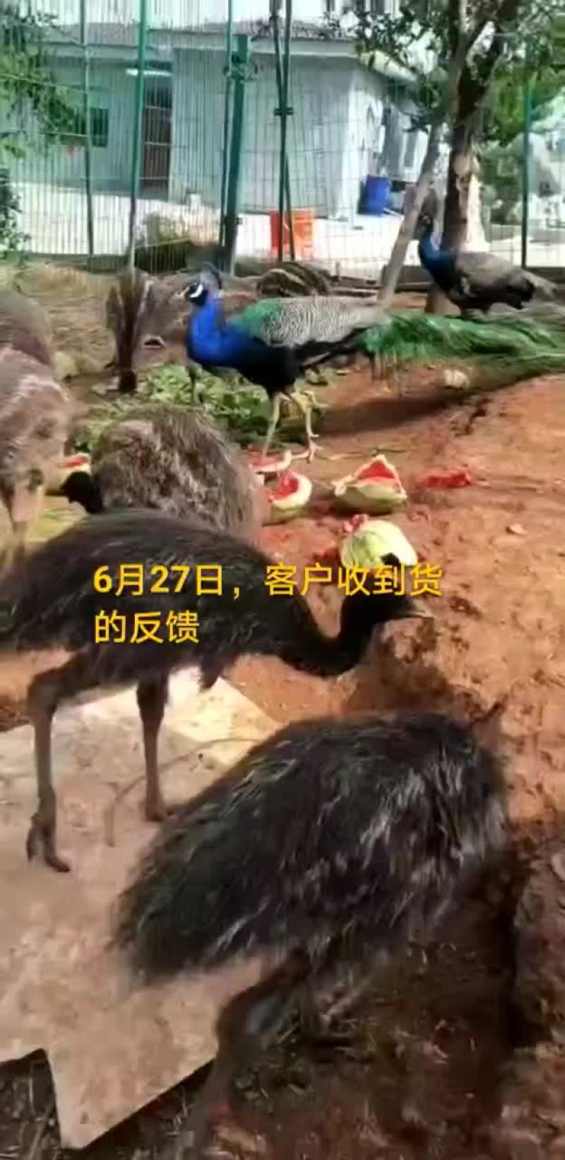 鳄鱼