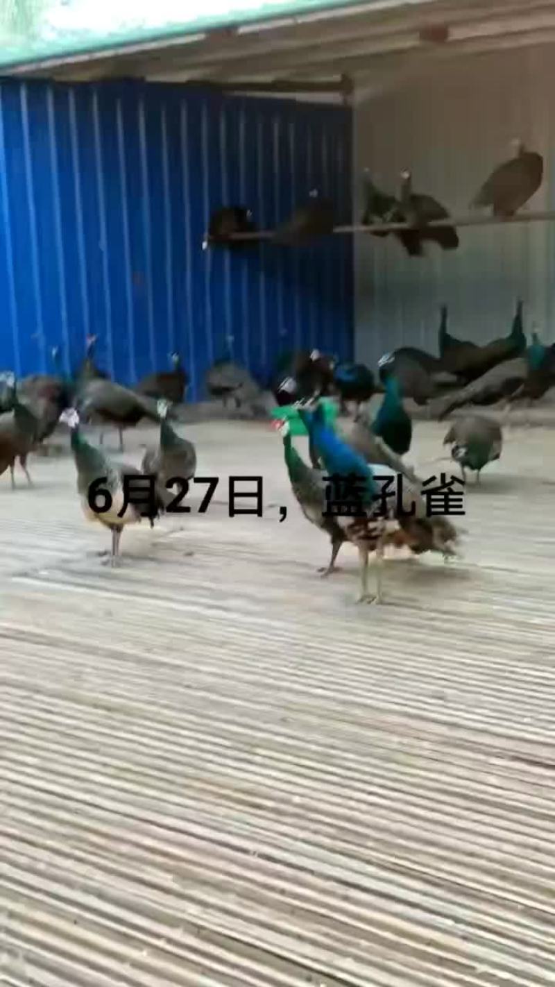 鳄鱼