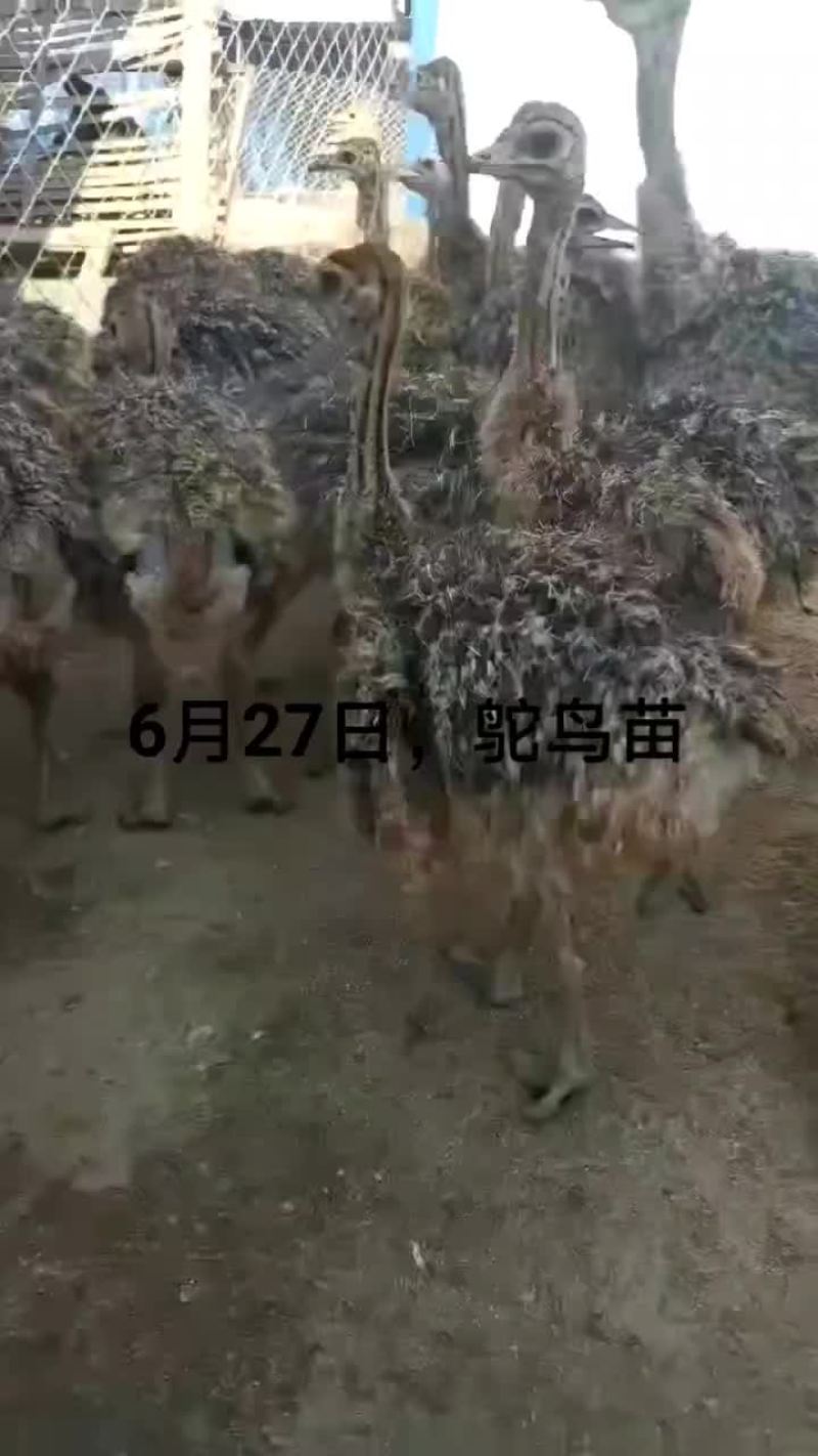 鳄鱼